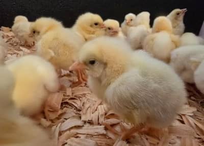 Future Chicken Farmer Program 