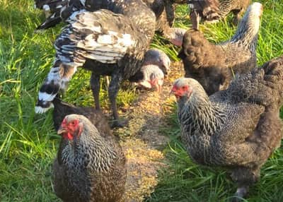 Regenerative Farming