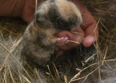 Future Rabbit Farmer Program 