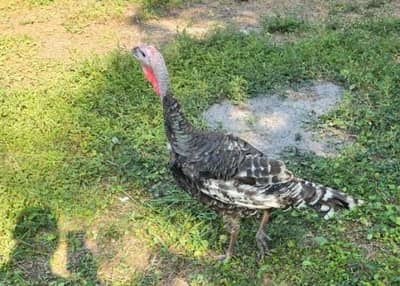 Future Turkey Farmer Program